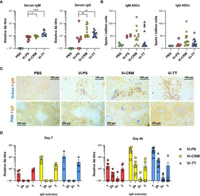 Vi polysaccharide and conjugated vaccines afford similar early, IgM or IgG-independent control of infection but boosting with conjugated Vi vaccines sustains the efficacy of immune responses